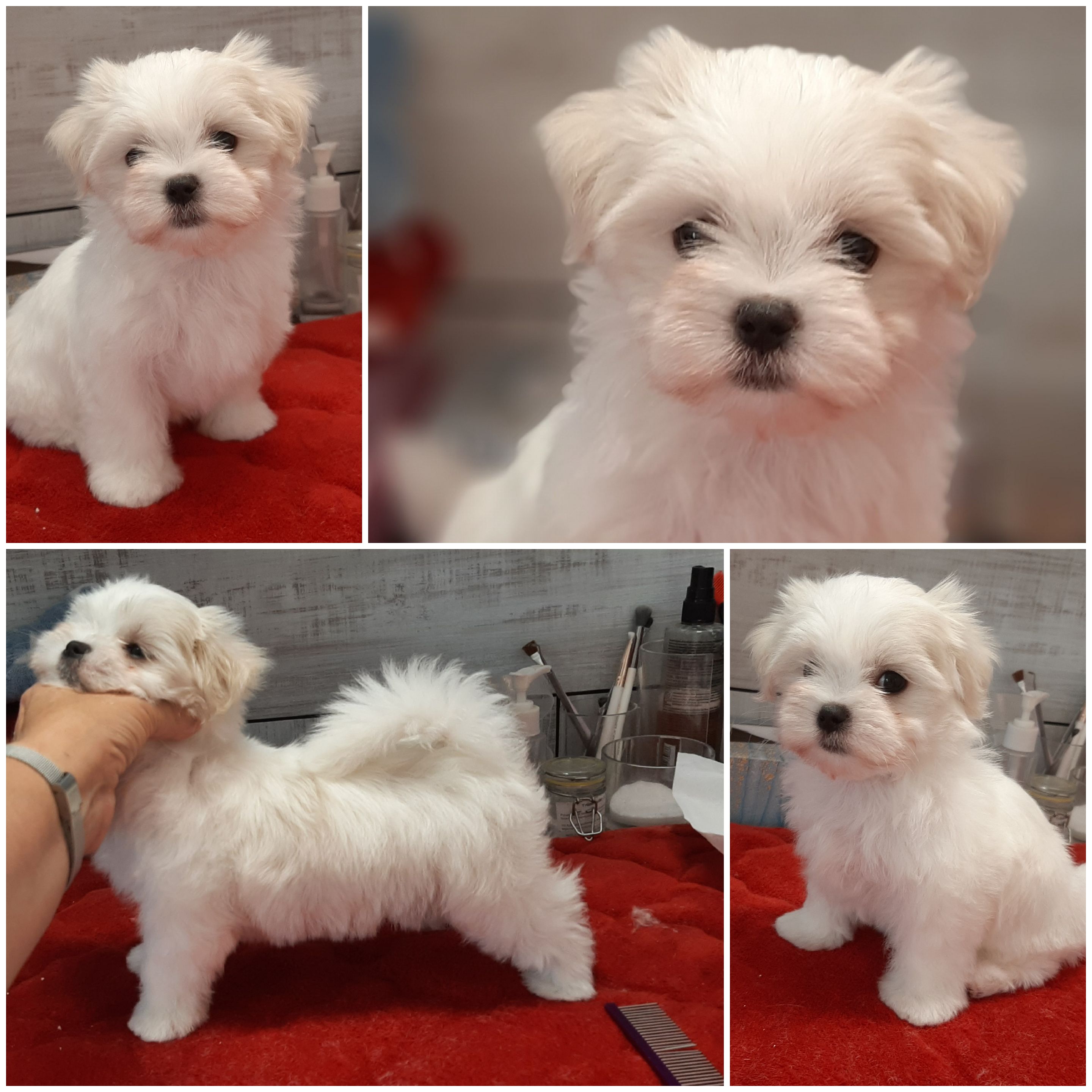 Magic in white Malteser Welpen *News*